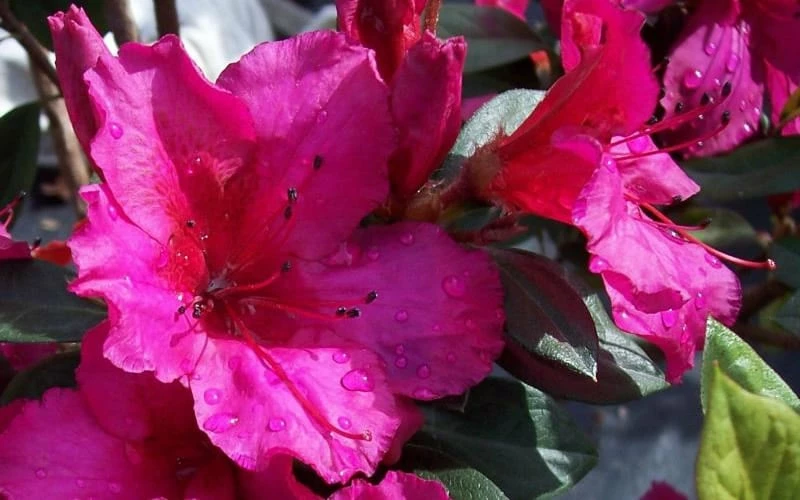 Red Formosa Azalea - 6 Pack Of 1 Gallon Pots 5 Red Formosa Azalea - 6 Pack Of 1 Gallon Pots - Image 5