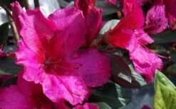 Red Formosa Azalea - 3 Gallon Pot -Wilson Bros Gardens Shop Azalea Red Formosa 2