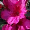 Red Formosa Azalea - 6 Pack Of 1 Gallon Pots
