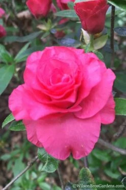 Rosebud Azalea - 2 Gallon Pot -Wilson Bros Gardens Shop Azalea Rosebud 3 1