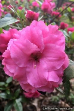 Rosebud Azalea - 3 Gallon Pot -Wilson Bros Gardens Shop Azalea Rosebud 7