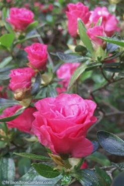 Rosebud Azalea - 6 Pack Of 1 Gallon Pots -Wilson Bros Gardens Shop Azalea Rosebud 8 3