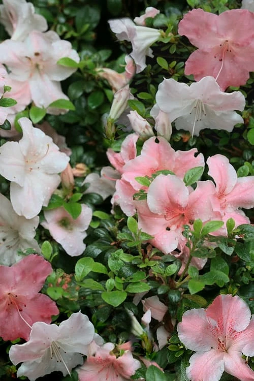 Sir Robert Dwarf Azalea - 6 Pack Of 1 Gallon Pots 5 Sir Robert Dwarf Azalea - 6 Pack Of 1 Gallon Pots - Image 5