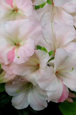 Sir Robert Dwarf Azalea - 6 Pack Of 1 Gallon Pots 9 Sir Robert Dwarf Azalea - 6 Pack Of 1 Gallon Pots -Wilson Bros Gardens Shop Azalea Sir Robert 20 2