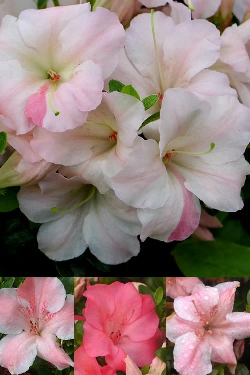 Sir Robert Dwarf Azalea - 1 Gallon Pot 1 Sir Robert Dwarf Azalea - 1 Gallon Pot