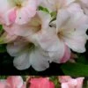 Sir Robert Dwarf Azalea - 6 Pack Of 1 Gallon Pots
