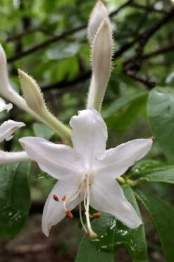 Texas Azalea (Rhododendron Oblongifolium) - 1 Gallon Pot -Wilson Bros Gardens Shop Azalea Texas Rhododendron Oblongfolium 2 1