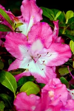 Vibrant Azalea (Harris Hybrid) - 1 Gallon Pot -Wilson Bros Gardens Shop Azalea Vibrant 1