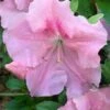Watchet Dwarf Pink Azalea - 1 Gallon Pot