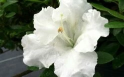 Gumpo White Dwarf Azalea - 2 Gallon Pot 7 Gumpo White Dwarf Azalea - 2 Gallon Pot -Wilson Bros Gardens Shop Azalea White Gumpo