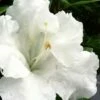 Gumpo White Dwarf Azalea - 1 Gallon Pot