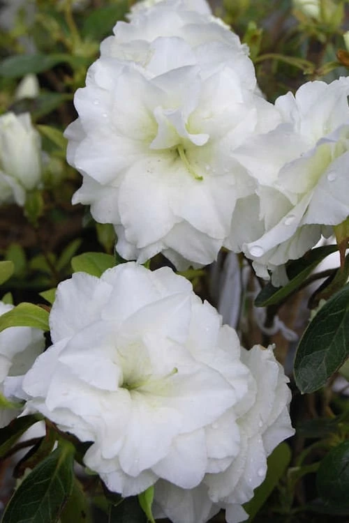 White Rosebud Azalea - 6 Pack Of 1 Gallon Pots 1 White Rosebud Azalea - 6 Pack Of 1 Gallon Pots