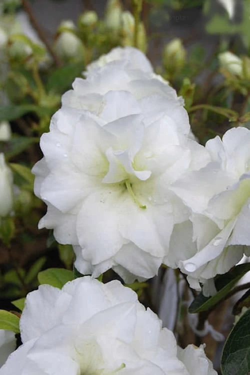 White Rosebud Azalea - 6 Pack Of 1 Gallon Pots 4 White Rosebud Azalea - 6 Pack Of 1 Gallon Pots - Image 4