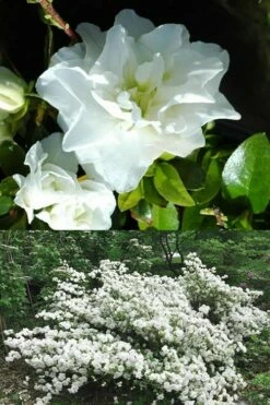 White Rosebud Azalea - 1 Gallon Pot -Wilson Bros Gardens Shop Azalea White Rosebud 5