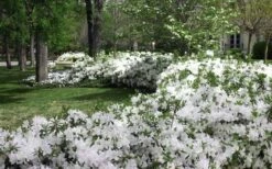 Mrs. G.G. Gerbing White Southern Indica Azalea - 3 Gallon Pot -Wilson Bros Gardens Shop Azlea GG Gerbing 2