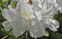 Mrs. G.G. Gerbing White Southern Indica Azalea - 7 Gallon Pot -Wilson Bros Gardens Shop Azlea GG Gerbing Flower 1