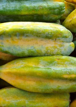 Babaco, Mountain Papaya (Carica Pentagona) 8 Babaco, Mountain Papaya (Carica Pentagona) -Wilson Bros Gardens Shop Babaco Vasconcelleaxheilbornii SowExotic 1