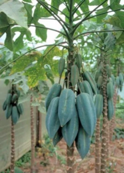Babaco, Mountain Papaya (Carica Pentagona) 7 Babaco, Mountain Papaya (Carica Pentagona) -Wilson Bros Gardens Shop Babaco Vasconcelleaxheilbornii SowExotic 3