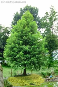 Bald Cypress Tree (Taxodium Distichum) - 1 Gallon Pot