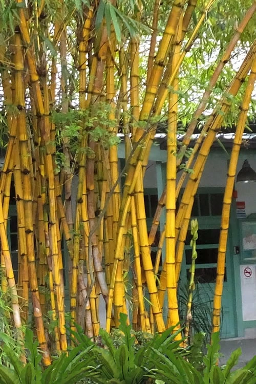 Alphonse Karr Golden Bamboo (Bambusa Multiplex) - 2 Gallon Pot 1 Alphonse Karr Golden Bamboo (Bambusa Multiplex) - 2 Gallon Pot