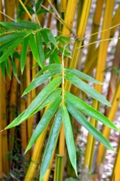Alphonse Karr Golden Bamboo (Bambusa Multiplex) - 2 Gallon Pot 14 Alphonse Karr Golden Bamboo (Bambusa Multiplex) - 2 Gallon Pot -Wilson Bros Gardens Shop Bamboo Alphonse Karr 5