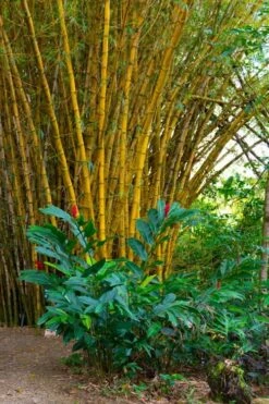 Alphonse Karr Golden Bamboo (Bambusa Multiplex) - 2 Gallon Pot 17 Alphonse Karr Golden Bamboo (Bambusa Multiplex) - 2 Gallon Pot -Wilson Bros Gardens Shop Bamboo Alphonse Karr 6
