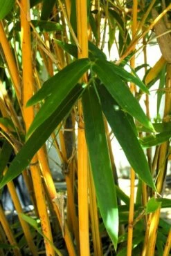 Alphonse Karr Golden Bamboo (Bambusa Multiplex) - 2 Gallon Pot 12 Alphonse Karr Golden Bamboo (Bambusa Multiplex) - 2 Gallon Pot -Wilson Bros Gardens Shop Bamboo Alphonse Karr 7