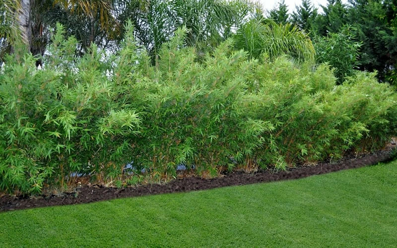 Alphonse Karr Golden Bamboo (Bambusa Multiplex) - 2 Gallon Pot 5 Alphonse Karr Golden Bamboo (Bambusa Multiplex) - 2 Gallon Pot - Image 5