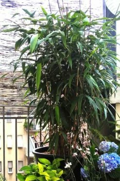Arrow Bamboo (Pseudosasa Japonica) - 3 Gallon Pot (4-6'+) -Wilson Bros Gardens Shop Bamboo Arrow 3