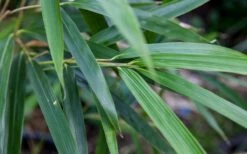 Arrow Bamboo (Pseudosasa Japonica) - 3 Gallon Pot (4-6'+) -Wilson Bros Gardens Shop Bamboo Arrow 4