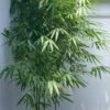 Arrow Bamboo (Pseudosasa Japonica) - 3 Gallon Pot (4-6'+)