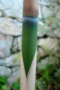 Arrow Bamboo (Pseudosasa Japonica) - 3 Gallon Pot (2-4') -Wilson Bros Gardens Shop Bamboo Arrow 6 1