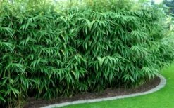 Arrow Bamboo (Pseudosasa Japonica) - 3 Gallon Pot (4-6'+) -Wilson Bros Gardens Shop Bamboo Arrow Hedge