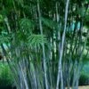 Baby Blue Bamboo - Bambusa Chungii 'Barbelatta' - 2 Gallon Pot