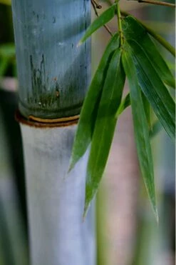 Baby Blue Bamboo - Bambusa Chungii 'Barbelatta' - 2 Gallon Pot -Wilson Bros Gardens Shop Bamboo Barbelatta 14