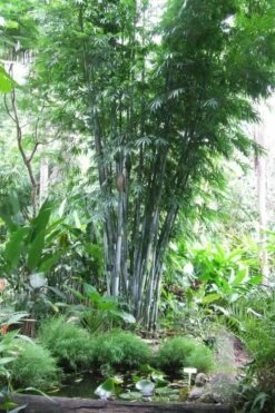 Baby Blue Bamboo - Bambusa Chungii 'Barbelatta' - 2 Gallon Pot -Wilson Bros Gardens Shop Bamboo Barbelatta 15