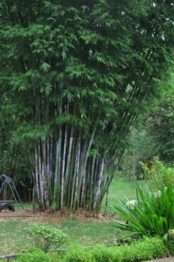 Baby Blue Bamboo - Bambusa Chungii 'Barbelatta' - 2 Gallon Pot -Wilson Bros Gardens Shop Bamboo Barbelatta 16