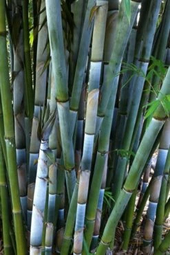 Baby Blue Bamboo - Bambusa Chungii 'Barbelatta' - 2 Gallon Pot -Wilson Bros Gardens Shop Bamboo Barbelatta 3