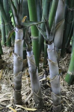 Baby Blue Bamboo - Bambusa Chungii 'Barbelatta' - 2 Gallon Pot -Wilson Bros Gardens Shop Bamboo Barbelatta 4