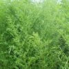 Bisset Bamboo (Phyllostachys Bissetii) - 3 Gallon Pot (4-6')