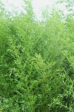 Bisset Bamboo (Phyllostachys Bissetii) - 3 Gallon Pot (4-6')