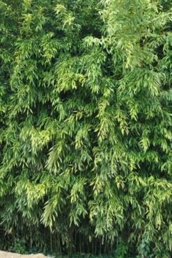 Bisset Bamboo (Phyllostachys Bissetii) - 3 Gallon Pot (2-4') -Wilson Bros Gardens Shop Bamboo Bisettii 2