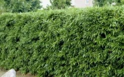 Bisset Bamboo (Phyllostachys Bissetii) - 3 Gallon Pot (4-6') -Wilson Bros Gardens Shop Bamboo Bisettii 4 1