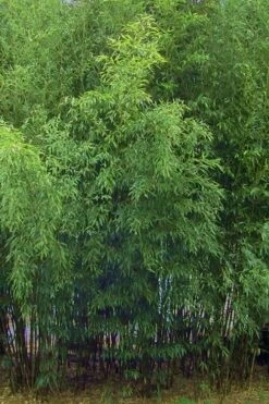 Bisset Bamboo (Phyllostachys Bissetii) - 3 Gallon Pot (4-6') -Wilson Bros Gardens Shop Bamboo Bisettii 5 1
