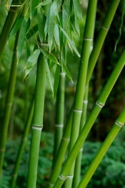 Bisset Bamboo (Phyllostachys Bissetii) - 3 Gallon Pot (2-4') -Wilson Bros Gardens Shop Bamboo Bisettii 7