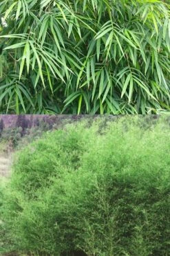 Bisset Bamboo (Phyllostachys Bissetii) - 3 Gallon Pot (4-6') -Wilson Bros Gardens Shop Bamboo Bissets 500x750 2