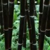 Black Bamboo - Phyllostachys Nigra - 3 Gallon Pot (Single Cane: 4-6'+)