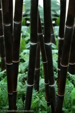 Black Bamboo - Phyllostachys Nigra - 3 Gallon Pot (Single Cane: 2-4')