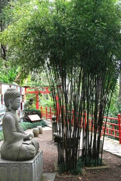 Black Bamboo - Phyllostachys Nigra - 3 Gallon Pot (Multi-Cane: 2 To 4' Tall) -Wilson Bros Gardens Shop Bamboo Black 50 2