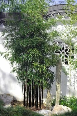 Black Bamboo - Phyllostachys Nigra - 3 Gallon Pot (Multi Cane: 4-6'+) -Wilson Bros Gardens Shop Bamboo Black 51 1